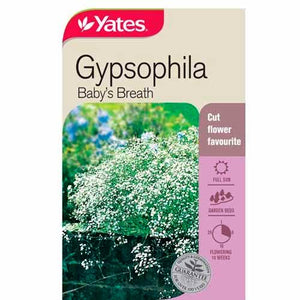 GYPSOPHILA BABYS BREATH SEED