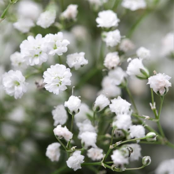 GYPSOPHILA BABYS BREATH SEED