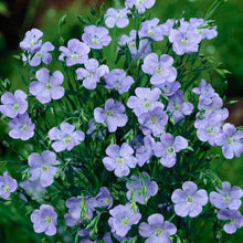 Load image into Gallery viewer, LINUM BLUE DRESS SEED
