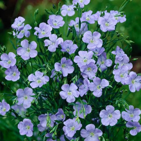 LINUM BLUE DRESS SEED