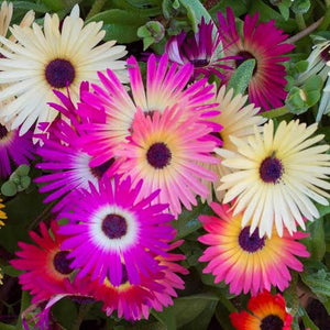 LIVINGSTONE DAISY SEED