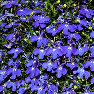 LOBELIA RIVIERA MIDNIGHT BLUE SEED