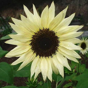 SUNFLOWER MOONWALKER SEED