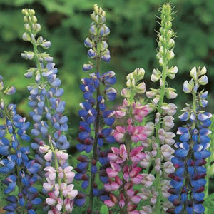 LUPIN HARTWEGEII MIX SEED