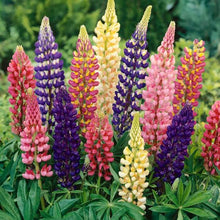 Load image into Gallery viewer, LUPIN RUSSELL HYBRIDS MIX SEED
