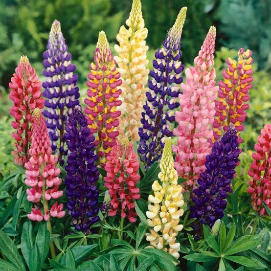 LUPIN RUSSELL HYBRIDS MIX SEED