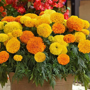 MARIGOLD CUPID DWARF MIX SEED