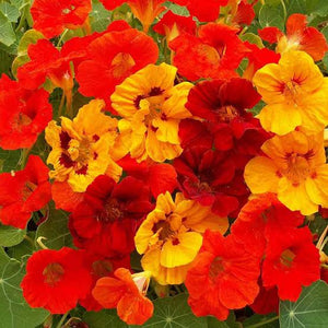 NASTURTIUM JEWEL MIX SEED