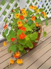 Load image into Gallery viewer, NASTURTIUM JEWEL MIX SEED
