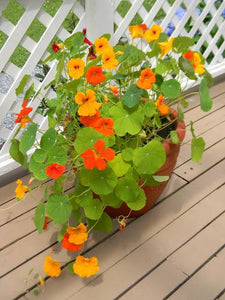 NASTURTIUM JEWEL MIX SEED