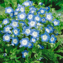 Load image into Gallery viewer, NEMOPHILA BABY BLUE EYES SEED
