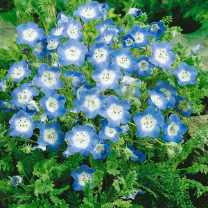 NEMOPHILA BABY BLUE EYES SEED