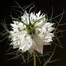 Load image into Gallery viewer, NIGELLA WHITE LOVE IN A MIST SEED
