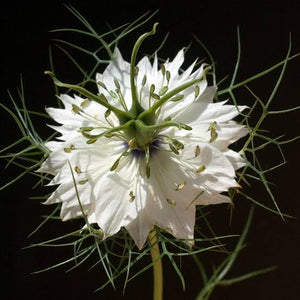 NIGELLA WHITE LOVE IN A MIST SEED