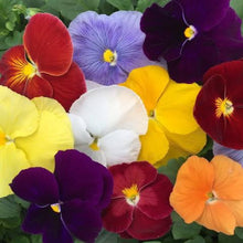 Load image into Gallery viewer, PANSY GIANT SUPREME SEED
