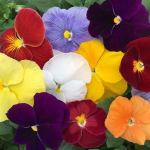 PANSY GIANT SUPREME SEED