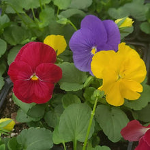 Load image into Gallery viewer, PANSY GIANT SUPREME SEED
