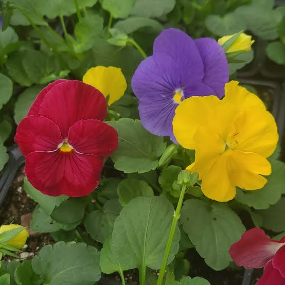 PANSY GIANT SUPREME SEED