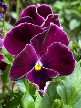 Load image into Gallery viewer, PANSY PURPLE LACE SEED

