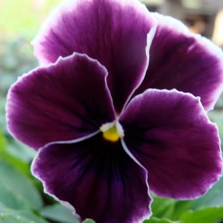 PANSY PURPLE LACE SEED