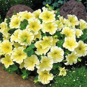 PETUNIA MIRAGE YELLOW SEED