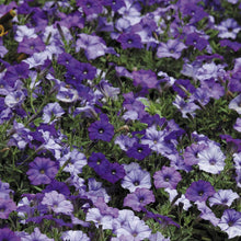 Load image into Gallery viewer, PETUNIA NEPTUNE SHADES SEED
