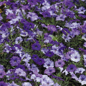 PETUNIA NEPTUNE SHADES SEED