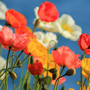 POPPY CALIFORNIAN SUNSHINE MIX SEED