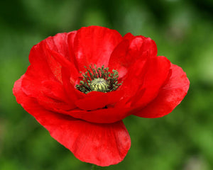 POPPY FLANDERS RED SEED