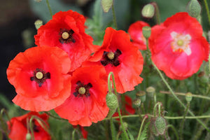 POPPY FLANDERS RED SEED