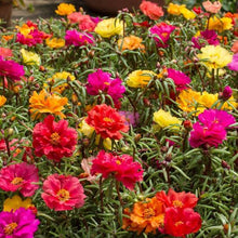 Load image into Gallery viewer, PORTULACA SUNDANCER SEED
