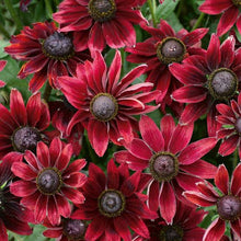 Load image into Gallery viewer, RUDBECKIA CHERRY BRANDY SEED
