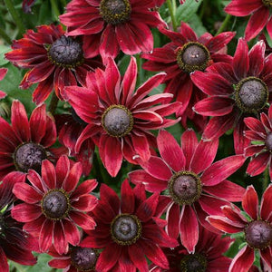 RUDBECKIA CHERRY BRANDY SEED