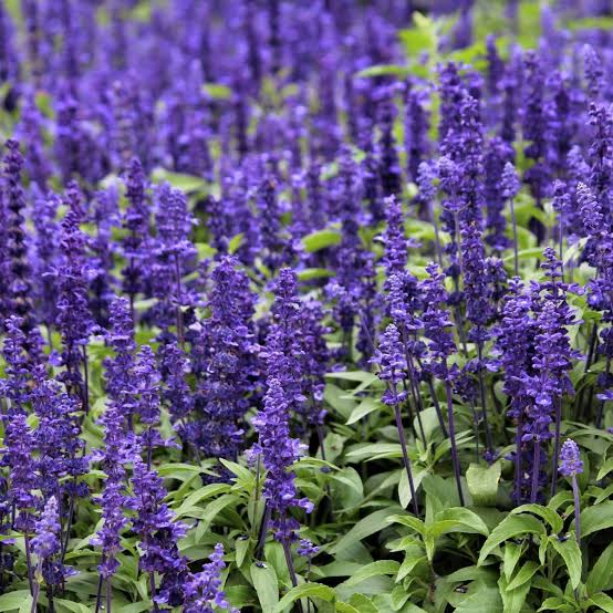 SALVIA BLUE BEDDER SEED