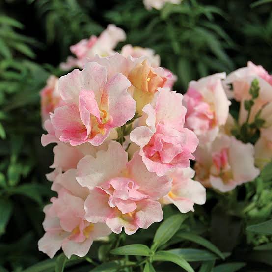 SNAPDRAGON TWINNY APPLEBLOSSOM SEED