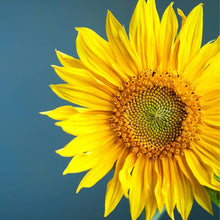 Load image into Gallery viewer, SUNFLOWER DWARF SENSATION SEED
