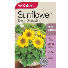 Load image into Gallery viewer, SUNFLOWER DWARF SENSATION SEED
