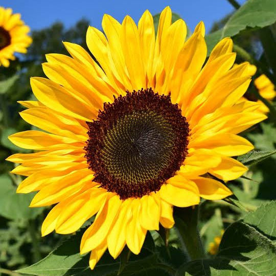 SUNFLOWER GINORMOUS FLOWERZILL SEED