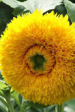 Load image into Gallery viewer, SUNFLOWER LITTLE TED KIDS SEED
