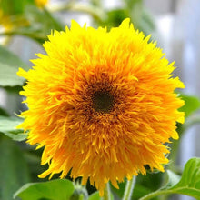 Load image into Gallery viewer, SUNFLOWER LITTLE TED KIDS SEED
