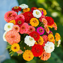 Load image into Gallery viewer, ZINNIA GOLD MEDAL SEED
