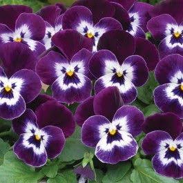 VIOLA SORBET VIOLET FACE SEED