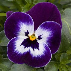 VIOLA SORBET VIOLET FACE SEED