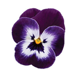 VIOLA SORBET VIOLET FACE SEED