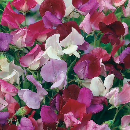 SWEET PEA OLD FASHIONED MIX SEED