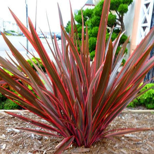 PHORMIUM RAINBOW SUNRISE 1.3L