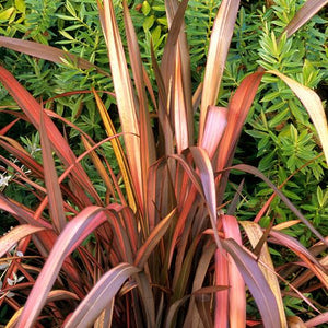 PHORMIUM RAINBOW SUNRISE 1.3L