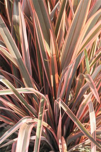 PHORMIUM RAINBOW QUEEN 3.3L