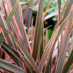 PHORMIUM RAINBOW QUEEN 3.3L