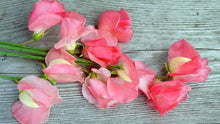 Load image into Gallery viewer, SWEET PEA PINK DIANA SEED
